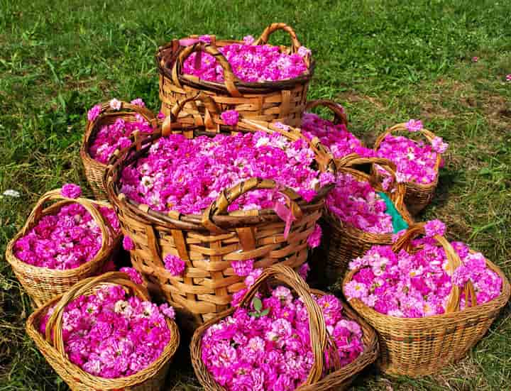 تصویر 1 از قیمت گلاب سبک با کیفیت ارزان + خرید عمده